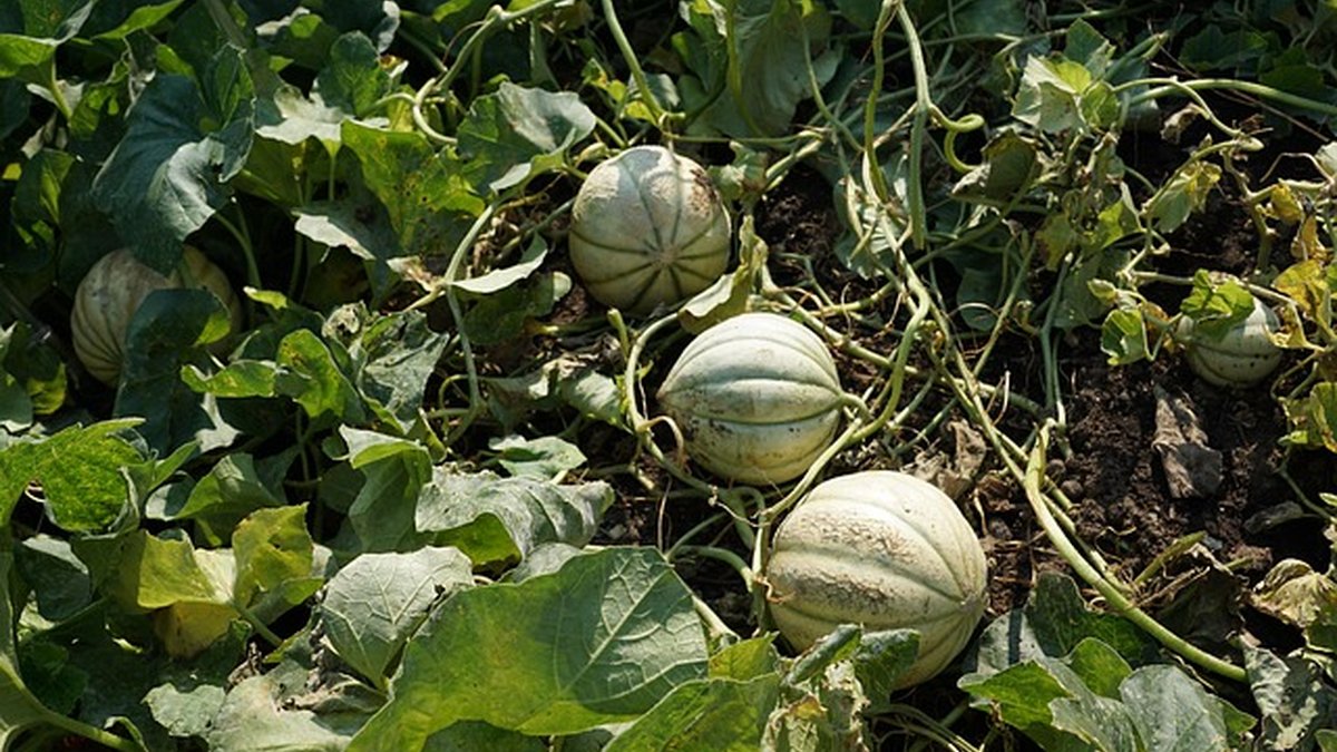 Best Way to Grow a Freelance Business in 2025