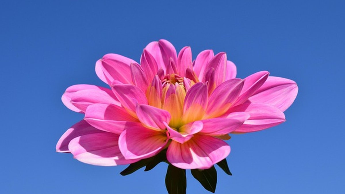 How to Handle Late Payment from Client