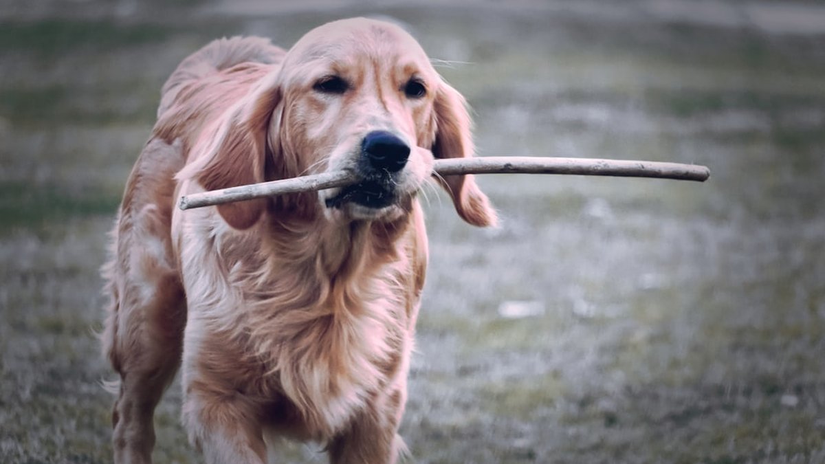 Best Time Tracking App for Freelancers (2025 Guide)