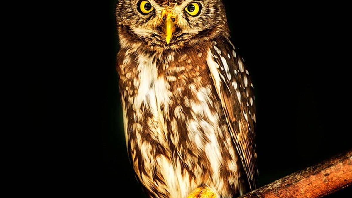 Wise Transfer for Freelancers: Faster, Cheaper Payments