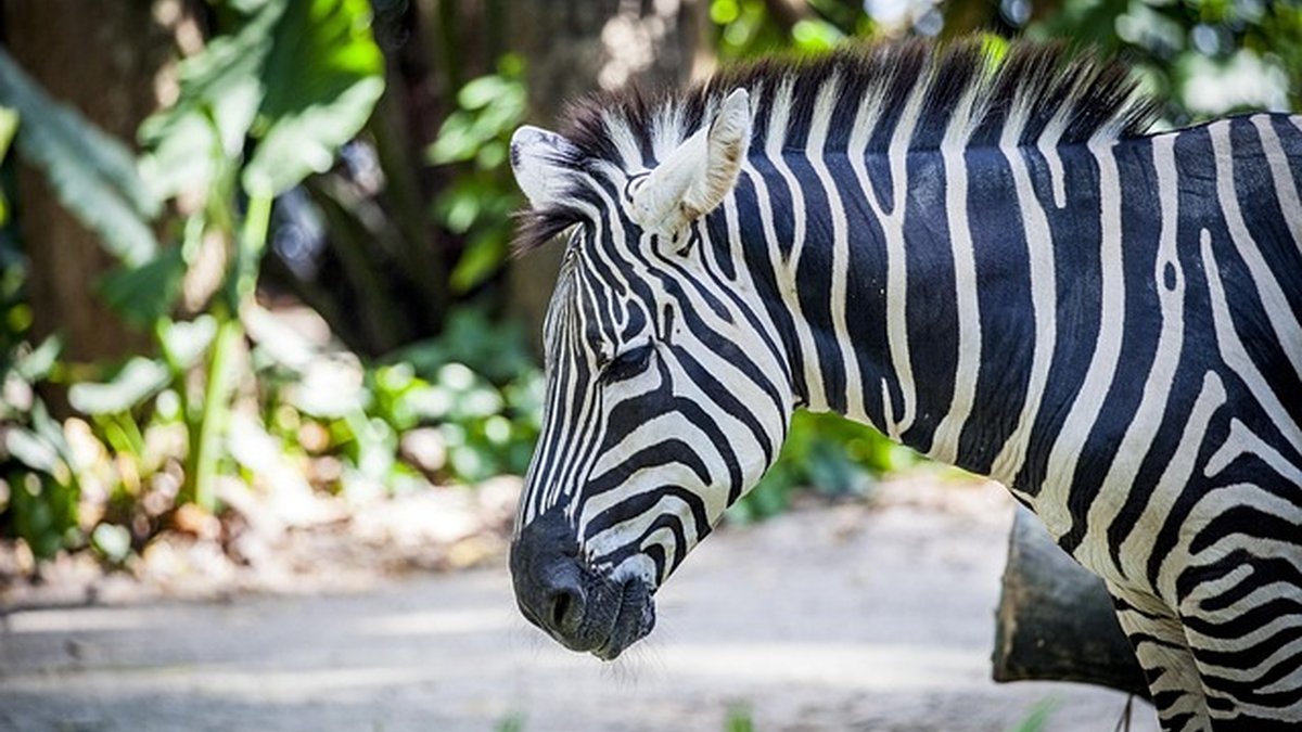 Wise vs Stripe for International Transfers